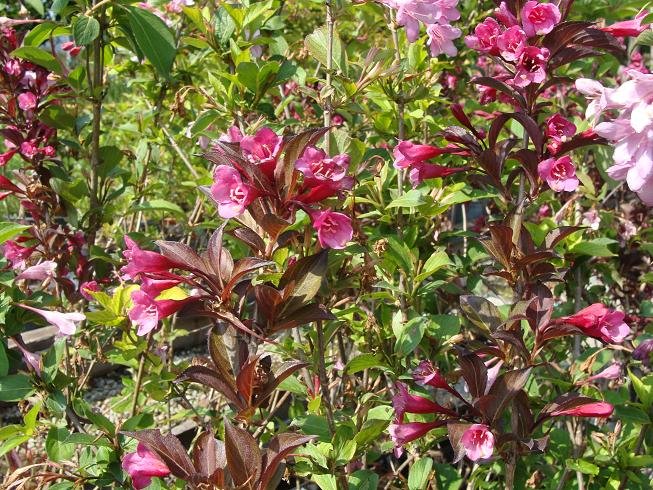 WEIGELA FLORIDA NANA PURPUREA